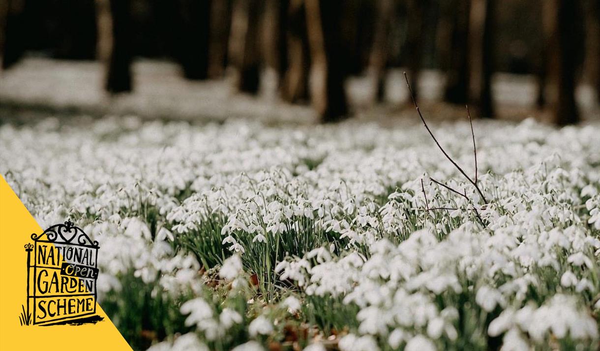 national open garden scheme snowdrop walk norwood park